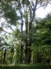 それともこっちが河童松かな？